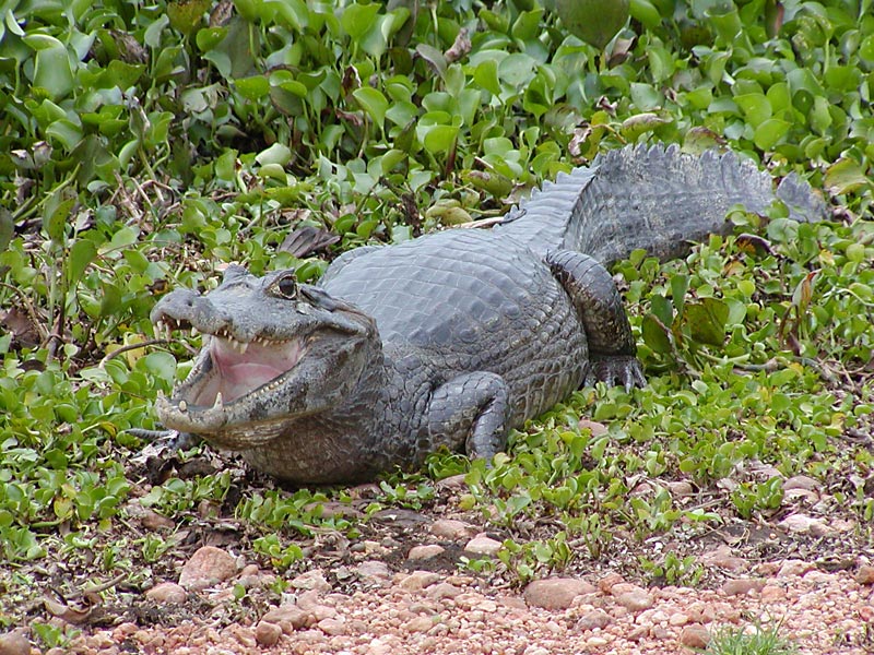 http://www.wildlifephoto.ro/Aligator_03_800x600_49.jpg