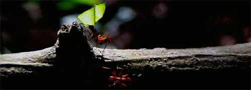 Leaf-cutting ants